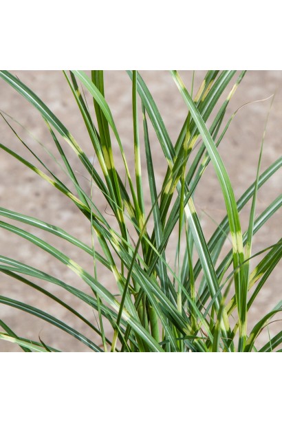 Смугасті листки `Літл Зебра`